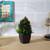 Matteo artificial plant brown lp