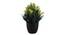 Lux Artificial Plant by Urban Ladder - Front View Design 1 - 335887