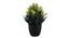 Lux Artificial Plant by Urban Ladder - Front View Design 1 - 335887