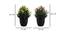 Lux Artificial Plant by Urban Ladder - Design 1 Dimension - 335890