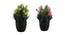 Lux Artificial Plant by Urban Ladder - Design 1 Half View - 335891