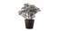 Mireya Artificial Plant by Urban Ladder - Front View Design 1 - 335893