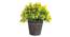 Asira Artificial Plant by Urban Ladder - Front View Design 1 - 337625