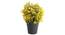 Blanche Artificial Plant by Urban Ladder - Front View Design 1 - 337630