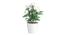 Cordelia Artificial Plant by Urban Ladder - Front View Design 1 - 337663