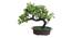 Campbell Artificial Plant by Urban Ladder - Front View Design 1 - 337667