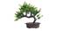 Capri Artificial Plant by Urban Ladder - Front View Design 1 - 337668