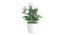 Cordelia Artificial Plant by Urban Ladder - Cross View Design 1 - 337673