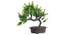 Capri Artificial Plant by Urban Ladder - Cross View Design 1 - 337678