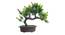 Capri Artificial Plant by Urban Ladder - Rear View Design 1 - 337688