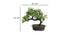 Campbell Artificial Plant by Urban Ladder - Design 1 Dimension - 337697
