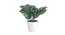 Cosima Artificial Plant by Urban Ladder - Front View Design 1 - 337720