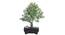 Deltaa Artificial Plant by Urban Ladder - Front View Design 1 - 337724