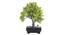 Dinah Artificial Plant by Urban Ladder - Front View Design 1 - 337725