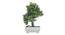Dominique Artificial Plant by Urban Ladder - Front View Design 1 - 337726