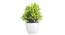 Eleni Artificial Plant by Urban Ladder - Front View Design 1 - 337730