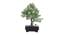 Deltaa Artificial Plant by Urban Ladder - Cross View Design 1 - 337735