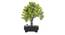Dinah Artificial Plant by Urban Ladder - Cross View Design 1 - 337736