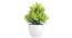 Eleni Artificial Plant by Urban Ladder - Cross View Design 1 - 337741