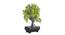 Dinah Artificial Plant by Urban Ladder - Rear View Design 1 - 337747