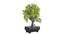 Dinah Artificial Plant by Urban Ladder - Rear View Design 1 - 337747