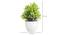 Eleni Artificial Plant by Urban Ladder - Design 1 Dimension - 337752
