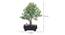 Deltaa Artificial Plant by Urban Ladder - Design 1 Dimension - 337757
