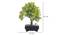 Dinah Artificial Plant by Urban Ladder - Design 1 Dimension - 337758