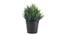 Ispen Artificial Plant by Urban Ladder - Front View Design 1 - 337776