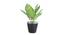 Larni Artificial Plant by Urban Ladder - Front View Design 1 - 337777