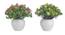 Etta Artificial Plant by Urban Ladder - Front View Design 1 - 337779