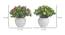 Etta Artificial Plant by Urban Ladder - Design 1 Dimension - 337806