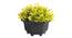 Mila Artificial Plant by Urban Ladder - Front View Design 1 - 337835