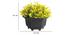 Mila Artificial Plant by Urban Ladder - Design 1 Dimension - 337863