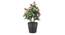 Prudence Artificial Plant by Urban Ladder - Front View Design 1 - 337883