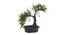 Rosamund Artificial Plant by Urban Ladder - Front View Design 1 - 337888