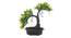 Rowena Artificial Plant by Urban Ladder - Front View Design 1 - 337889