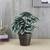 Roxanne artificial plant antique lp