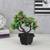 Scout artificial plant black lp
