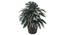 Roxanne Artificial Plant by Urban Ladder - Front View Design 1 - 337932