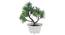 Sally Artificial Plant by Urban Ladder - Front View Design 1 - 337933