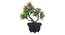 Scout Artificial Plant by Urban Ladder - Front View Design 1 - 337936