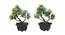 Sheridan Artificial Plant by Urban Ladder - Front View Design 1 - 337938