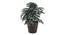 Roxanne Artificial Plant by Urban Ladder - Cross View Design 1 - 337941