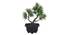 Scout Artificial Plant by Urban Ladder - Cross View Design 1 - 337945