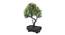Story Artificial Plant by Urban Ladder - Rear View Design 1 - 337957