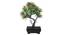 Susanna Artificial Plant by Urban Ladder - Front View Design 1 - 337960