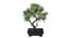 Susanna Artificial Plant by Urban Ladder - Front View Design 1 - 337961