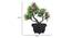 Scout Artificial Plant by Urban Ladder - Design 1 Dimension - 337963