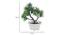 Sally Artificial Plant by Urban Ladder - Design 1 Dimension - 337965